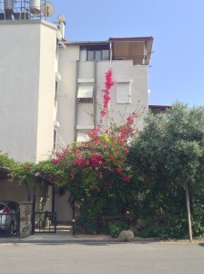 This photo probably doesn't do these flowers justice